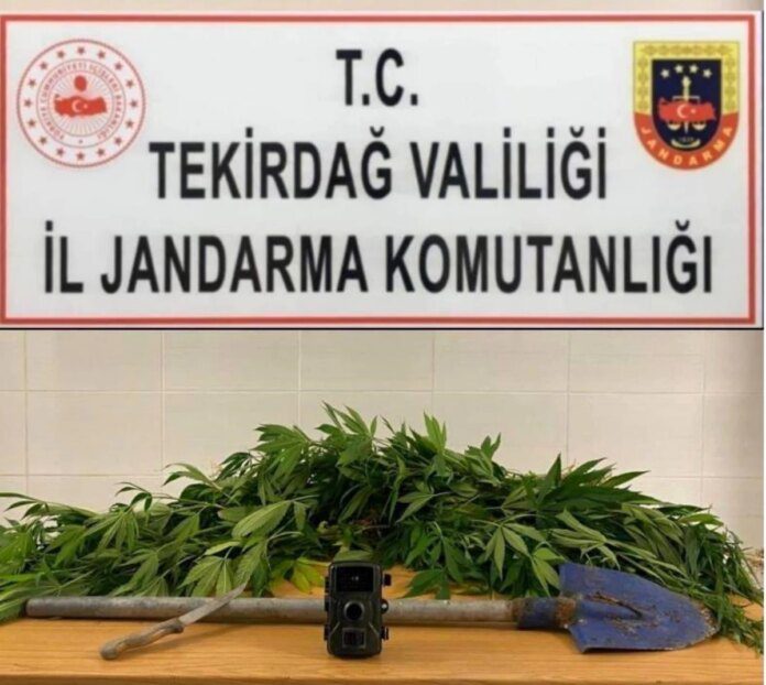 Pınarça'da ormanlık alanda ekili kenevir bulundu.