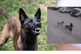 sokak köpekleri saldırısı