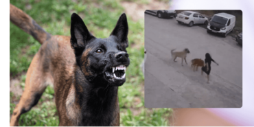 sokak köpekleri saldırısı