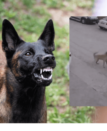 sokak köpekleri saldırısı