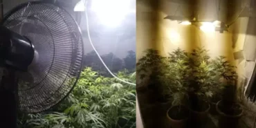 uyuşturucu bahçesine