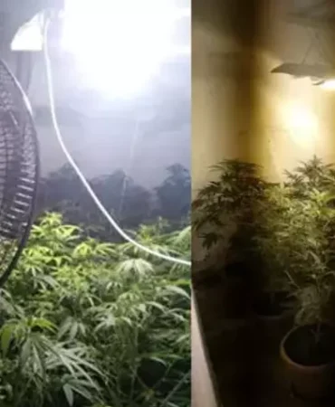 Evi uyuşturucu bahçesine çevirdiler 5 uyuşturucu bahçesine