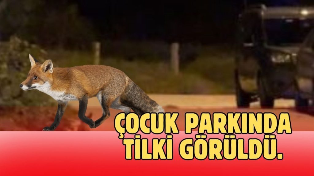 Çocuk parkında tilki görüldü