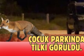 Çocuk parkında tilki görüldü
