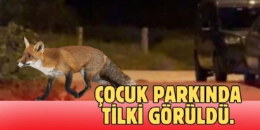 Çocuk parkında tilki görüldü