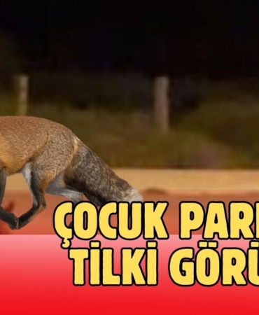 Çocuk parkında tilki görüldü